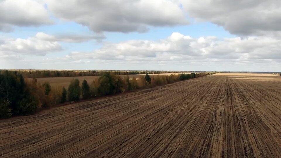 Что стало с лесостенами, которые высаживали в начале 1950-х? ﻿ Алтайский край [270971],история,россия