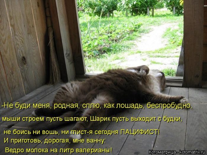 Лучшие котоматрицы за прошедшую неделю