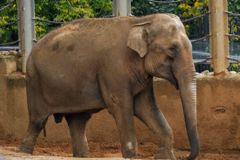 Разъяренный слон убил за праздники в Индии почти 20 человек