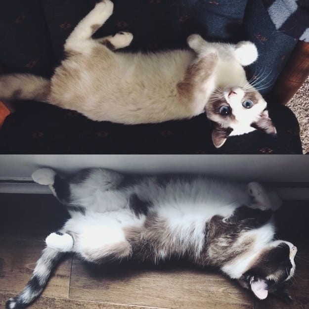 Когда я был котёнком: коты воссоздают свои детские фото до и после, животные, коты, кошки, мило, питомцы, сравнение, фото