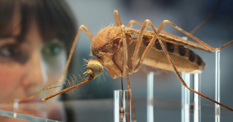Британские ученые создали целую армию комаров-мутантов Без категории