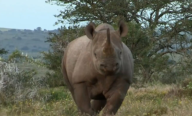 Лесник из африканского заповедника показал, как остановить бегущего носорога звуком машины