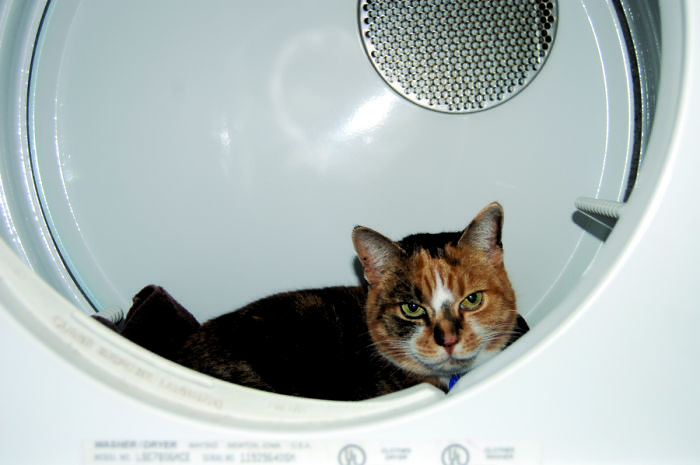 Котопост - это всегда радость животные, коты, кошки, неожиданно, привычки, странности, фото, юмор
