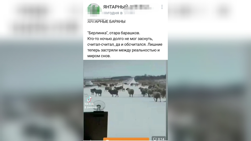 Местные жители засняли стадо баранов на улицах Калининграда