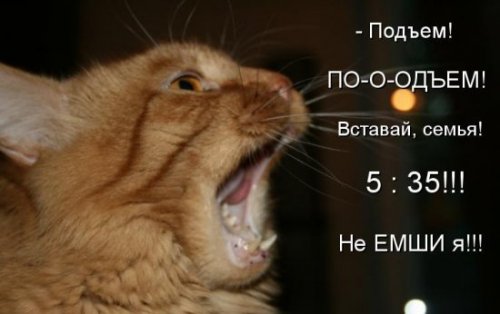 Рыжая котоматрица (12 шт)