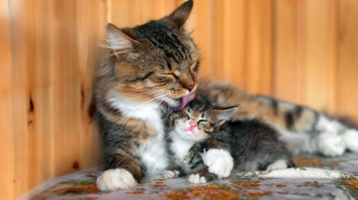 Я тебя научу