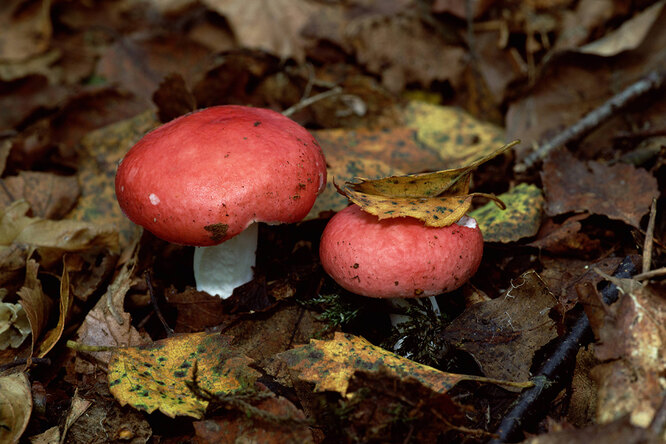 Как выглядят грибы съедобные и несъедобные? Шпаргалка для новичков грибы, можно, грибов, может, лучше, очень, часто, время, также, группами, только, которые, в лес, правило, ножки, гриба, могут, собирать, встретить, лесах