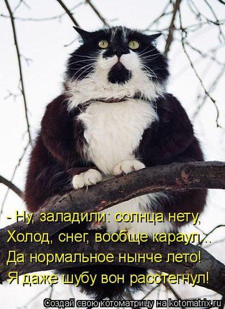 Лучшие котоматрицы за прошедшую неделю