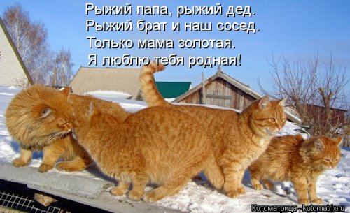 Рыжая котоматрица (12 шт)