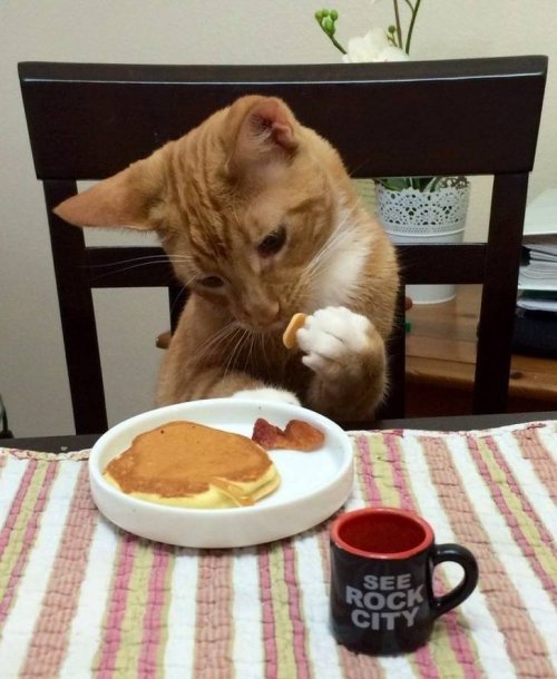 22 очаровательных животных, которые вызовут улыбку и подарят позитив 22 очаровательных животных, которые вызовут улыбку и подарят позитив