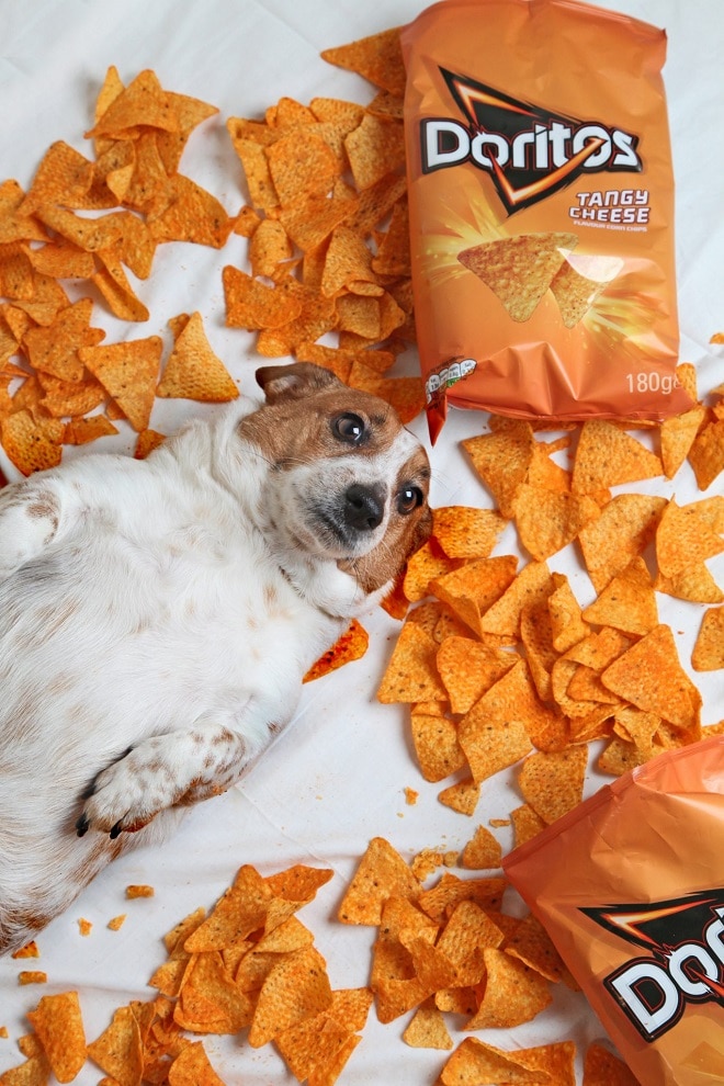 Собака лежит