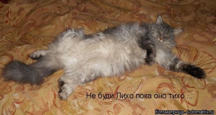 Лучшие котоматрицы за прошедшую неделю