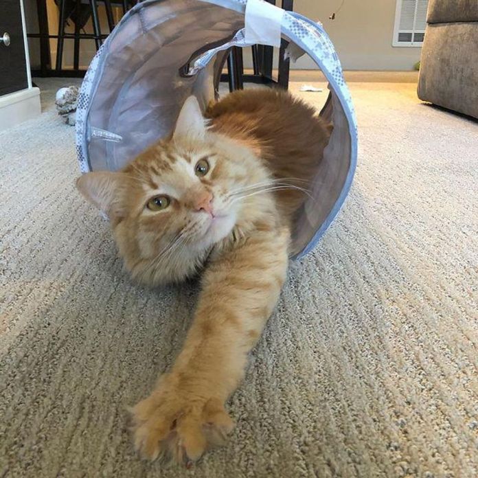 Без кота и жизнь не та