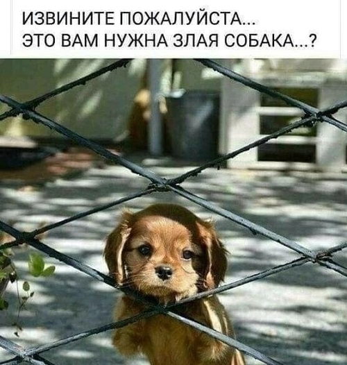 Развелся, вылез зуб мудрости. Без комментариев Развелся, вылез зуб мудрости. Без комментариев очень, новости, чтобы, врагов, сегодня, удалось, России, голос, мороженое, мужик, хорошая, пришел, хорошей, плохая, когда, только, ведёт, сейчас, нужно, конечно