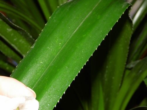 Панданус (пандан, винтовая пальма) – уход в домашних условиях. Фото