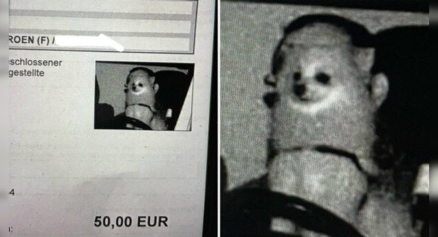 Собака жителя Германии получила штраф за превышение скорости