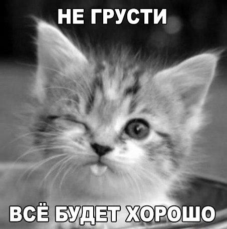 Смешные и веселые фотографии с картинками со смыслом Смешные и веселые фотографии с картинками со смыслом