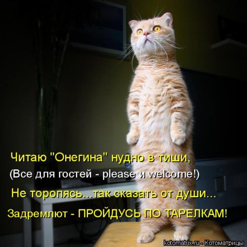 Весёлая котоматрица  смешные картинки