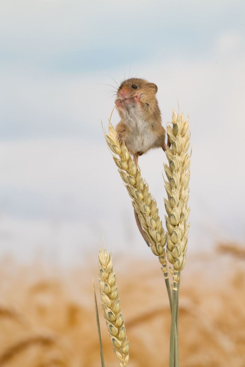Восхитительные снимки крошечных мышек, резвящихся в дикой природе