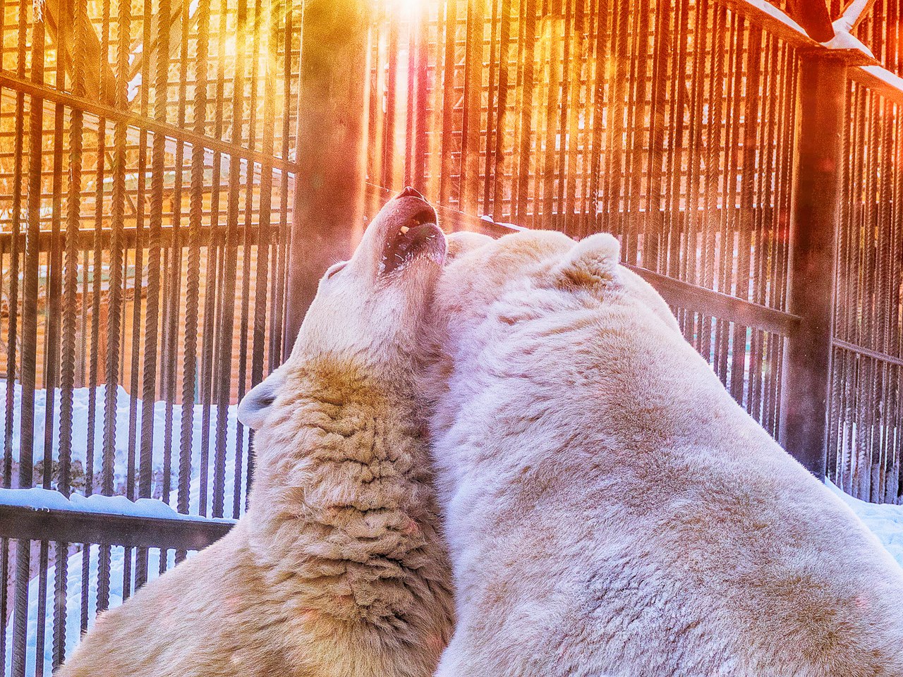 ласковый зверинец. зоопарк зоокомплекс «три медведя». ласковый зверинец. ласковый зверинец. г бронницы волонтеры.