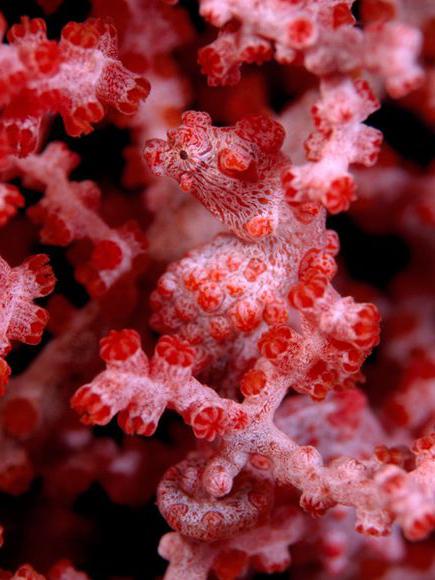Кораллы — это животное или растение? Где в природе встречаются кораллы?