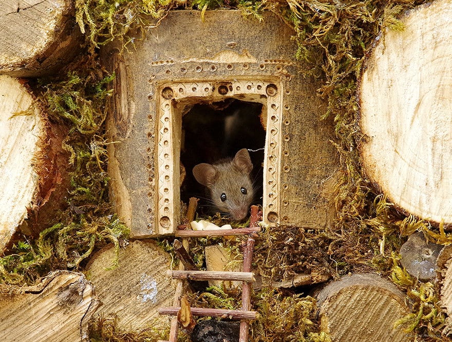 https://twizz.ru/wp-content/uploads/2018/11/miniature-mice-family-house-simon-dell-46.jpg