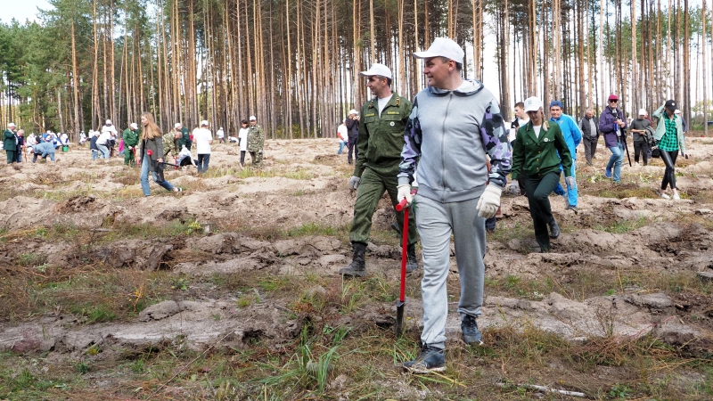 Молодой лес из 10 тысяч сосен появился в Мордовии Молодой лес из 10 тысяч сосен появился в Мордовии Общество