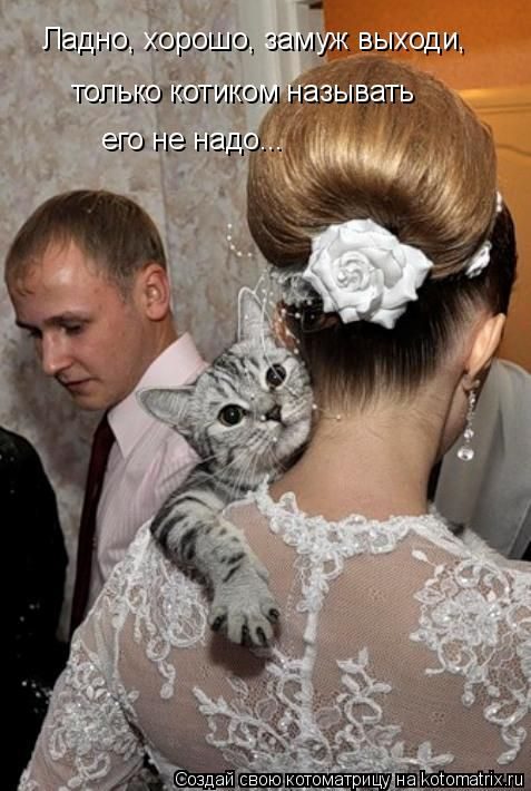 Лучшие котоматрицы за прошедшую неделю