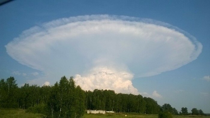 Шутки за 300 от матушки-природы Шутки за 300 от матушки-природы деревья ,интересное, природа , природные явления, растения, шутки