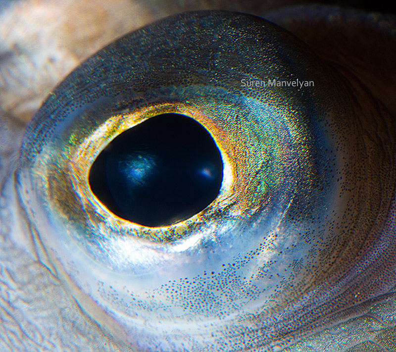 Глаза рыб и пресмыкающихся