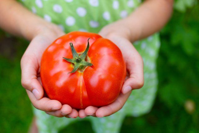 Секретный способ посадки и полива помидоров – урожай гарантирован! дача,сад и огород,советы огороднику