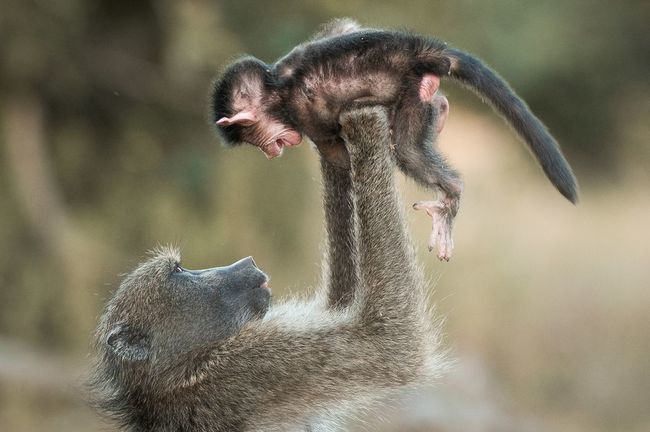 обезьяны родственники человека, доказательства родства человека и обезьяны