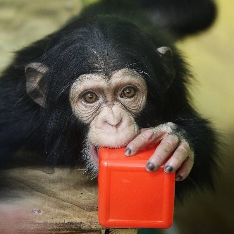 Контрабандным детенышам шимпанзе из зоопарка Новосибирска нужны игрушки