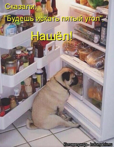 Лучшие котоматрицы за прошедшую неделю