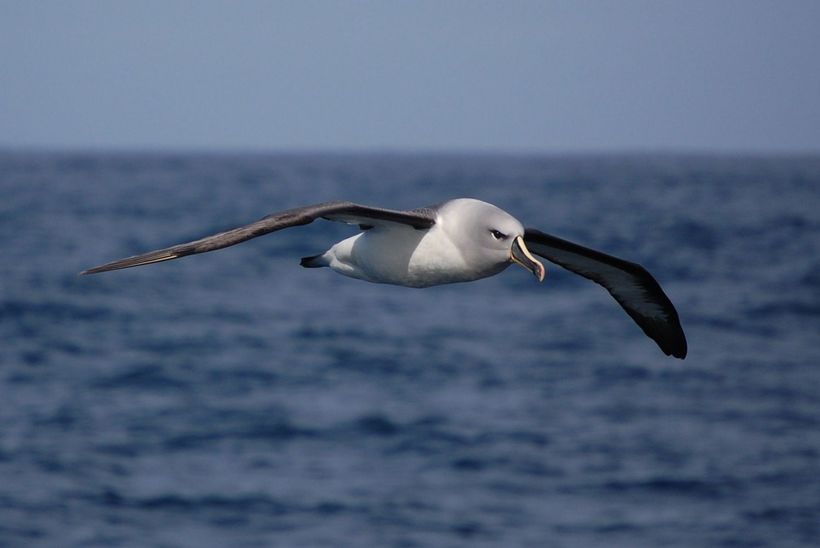 Каким образом альбатросы помогают ученым отслеживать браконьеров