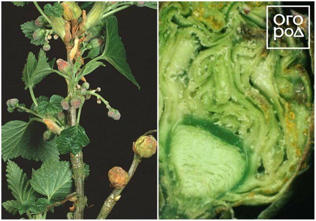 Вредители смородины и крыжовника – фото, описание, чем обработать кусты садоводство