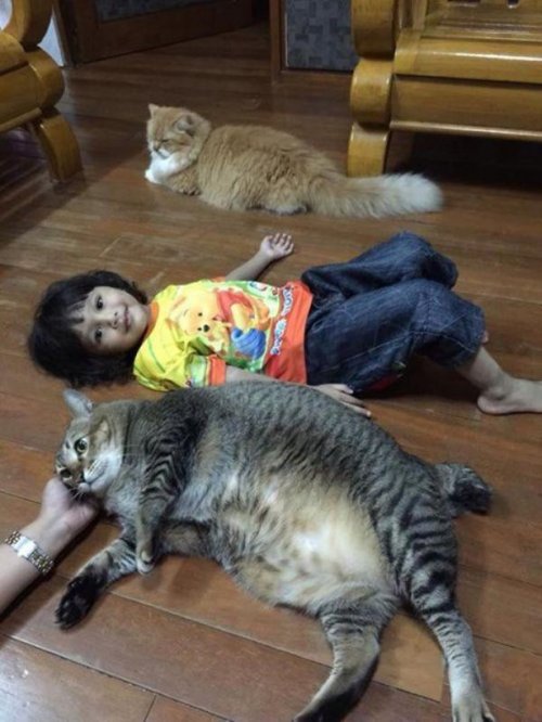 КОТОприколы 