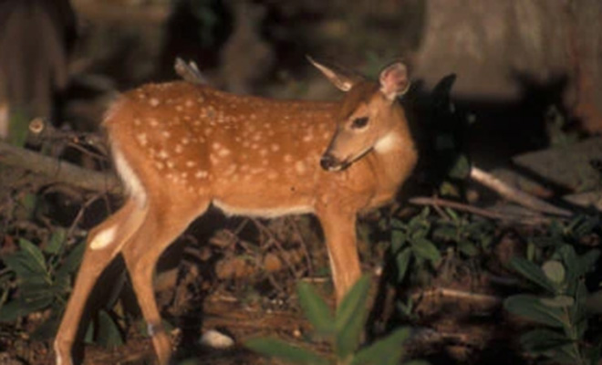 Крошечный олененок позвал мужчину за собой в лес: через минуту тот понял, что нужна помощь