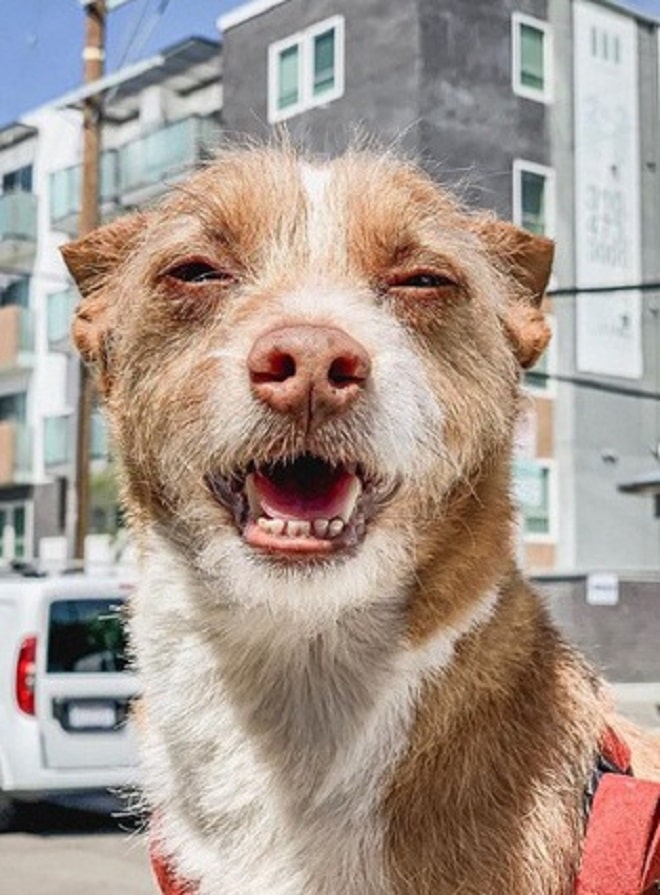 Пес на дороге