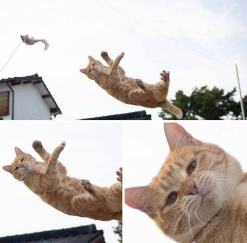 Позитивчик в забавных картинках Позитивчик в забавных картинках