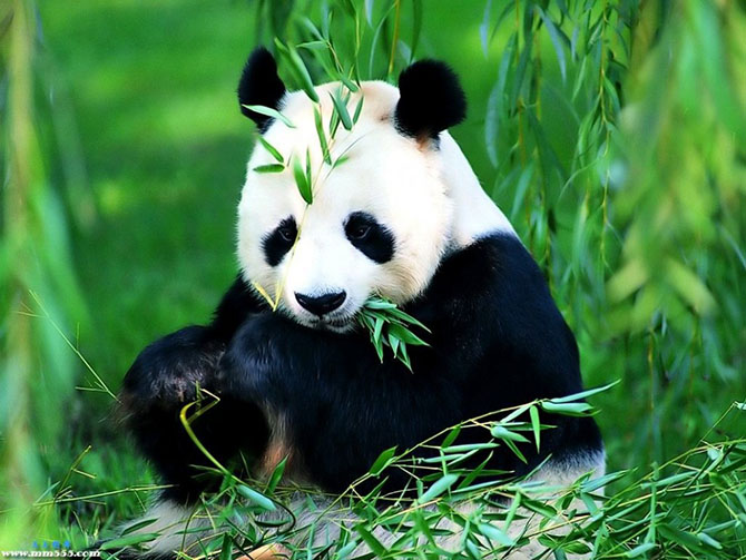 Райские места обитания больших панд