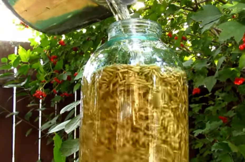 Квас - простое очищение организма. Пей и молодей!