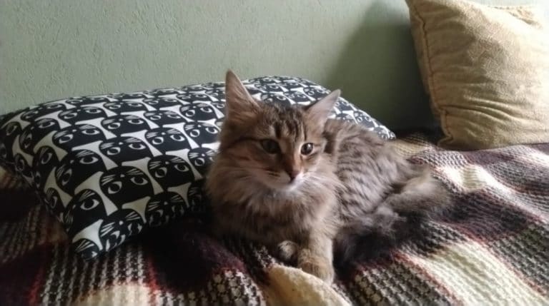 BeFunky-collage - 2020-04-27T092354.035