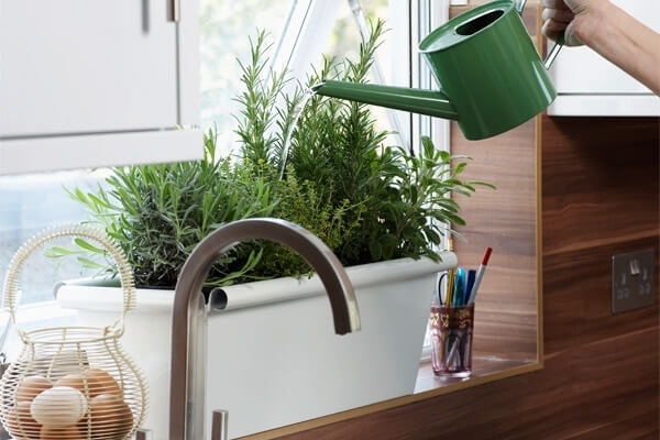 Как вырастить розмарин дома: сажаем прямо на подоконнике комнатные растения,цветоводство