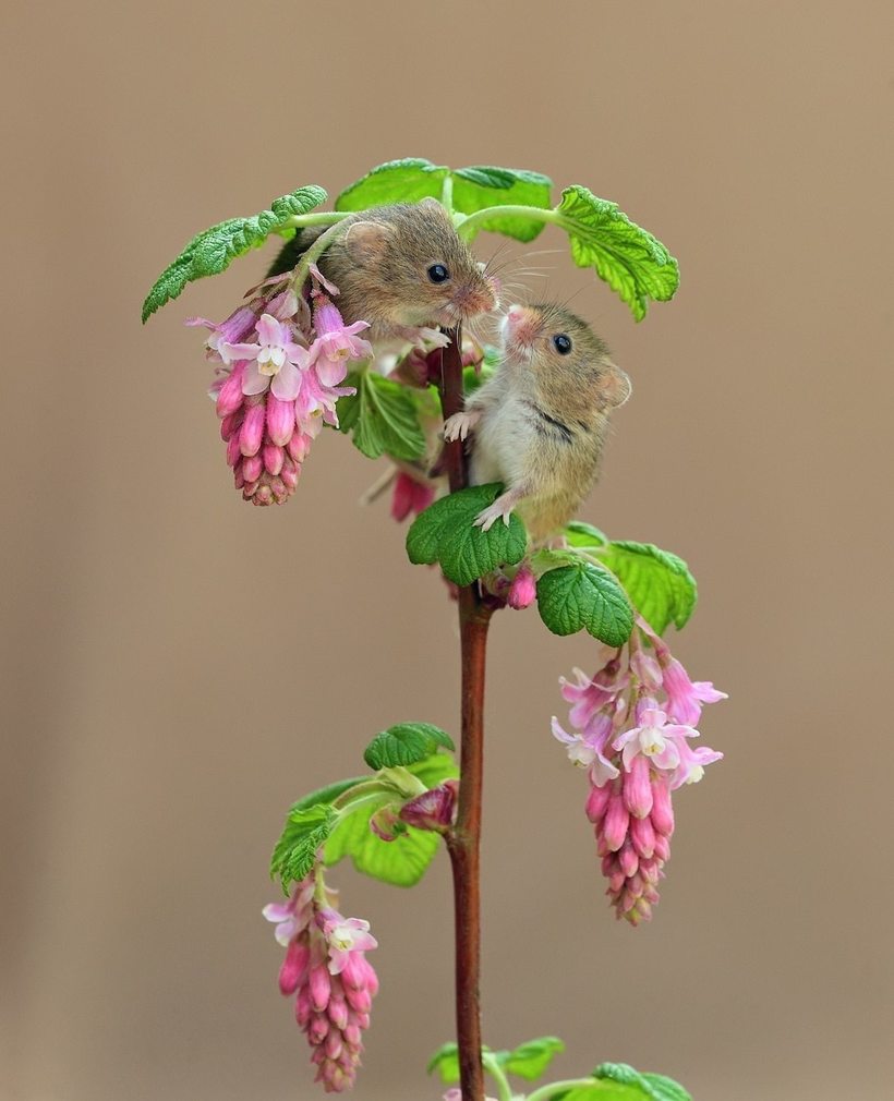 Мышка в цветке