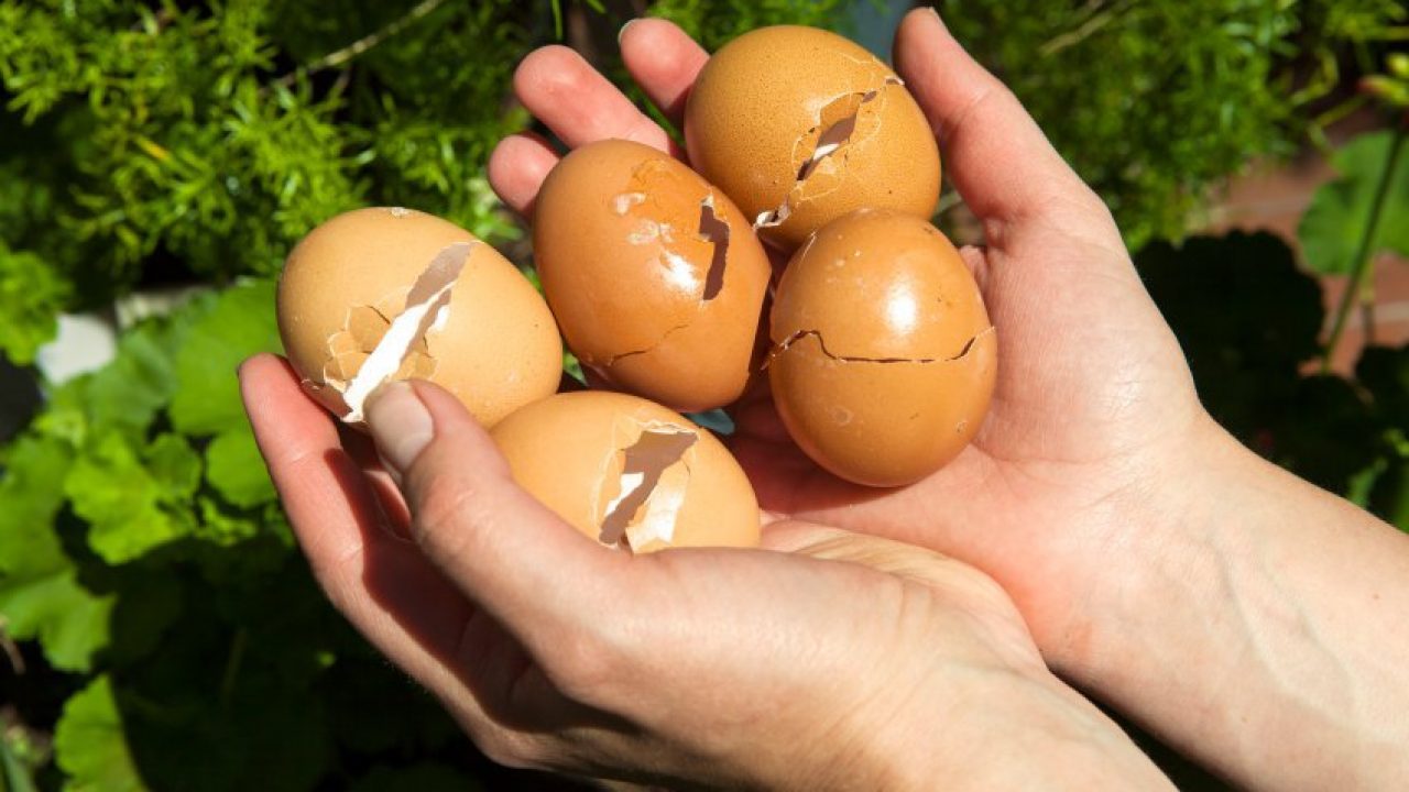 Картинки по запросу "eggshells used in garden"
