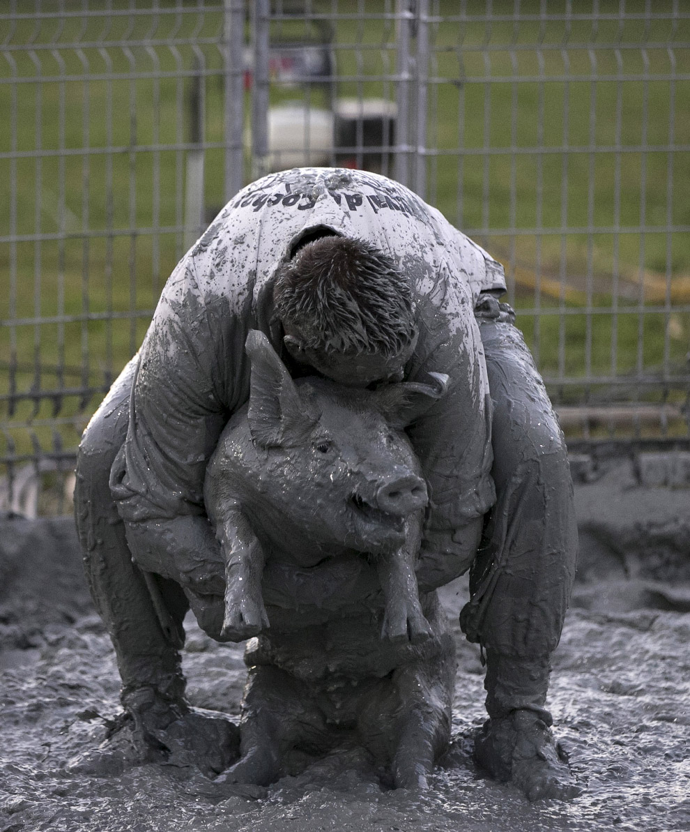 Как прошел свинский фестиваль в Квебеке Как прошел свинский фестиваль в Квебеке