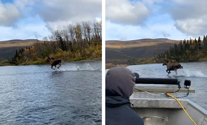 Рыбаки шли по реке на лодке, когда по воде рядом с ними начал бежать лось, а потом обогнал их: видео рыбаков, видео, лодка, лодке, всего, образом, бежал, лосьНа, моторной, ситуация, выглядит, более, странной, Здесь, очевидно, авторы, использовали, монтаж Скорее, рыбаки, килем