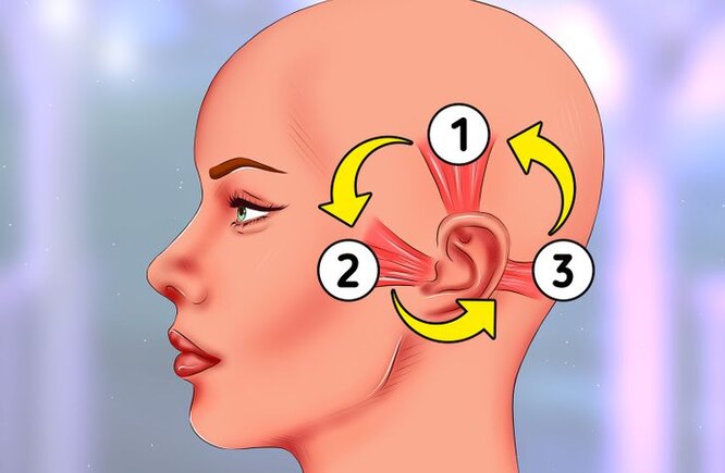 Как научиться шевелить ушами: очень простая инструкция здоровье,упражнения