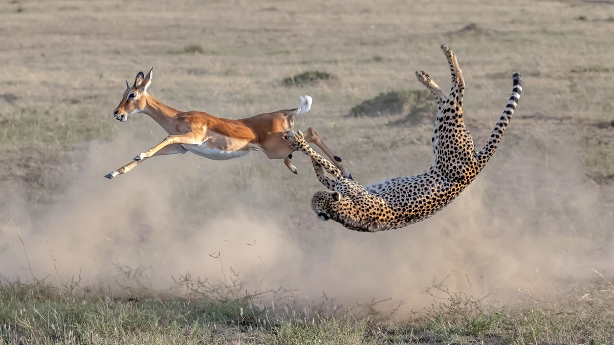 Впечатляющие кадры охоты гепарда на импалу животные